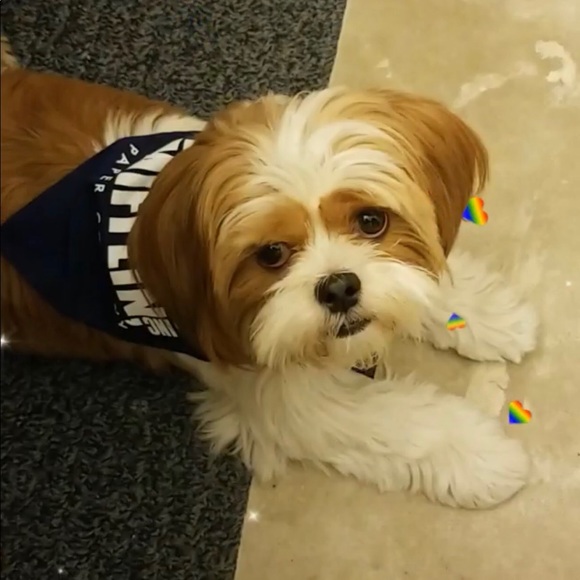 Meet your Posher, Victoria - Picture 8 of 8